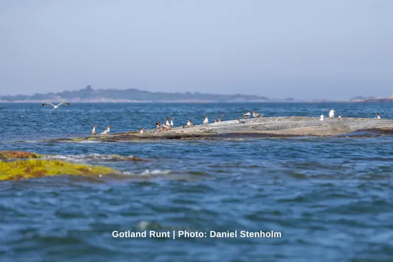 260629_Gotland-Runt_Foto-Daniel-Stenholm_DS5R0468.jpg