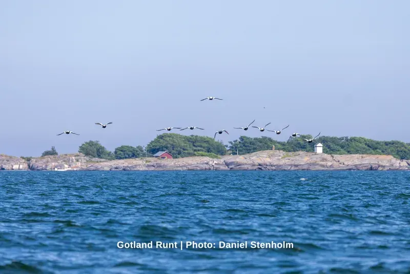 260629_Gotland-Runt_Foto-Daniel-Stenholm_DS5R0524.jpg
