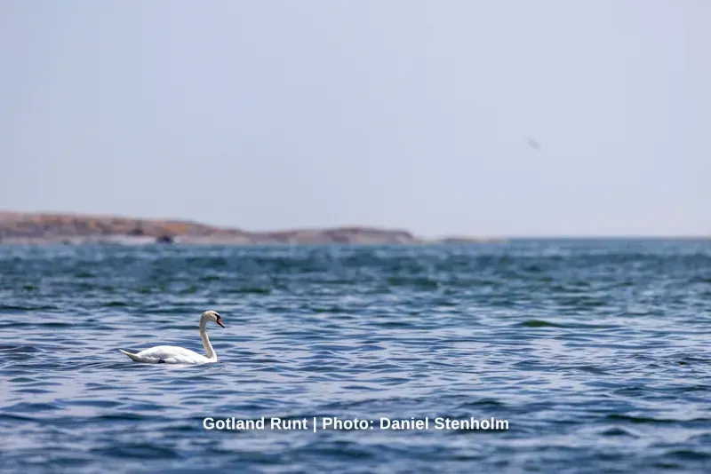 260629_Gotland-Runt_Foto-Daniel-Stenholm_DS5R0245.jpg