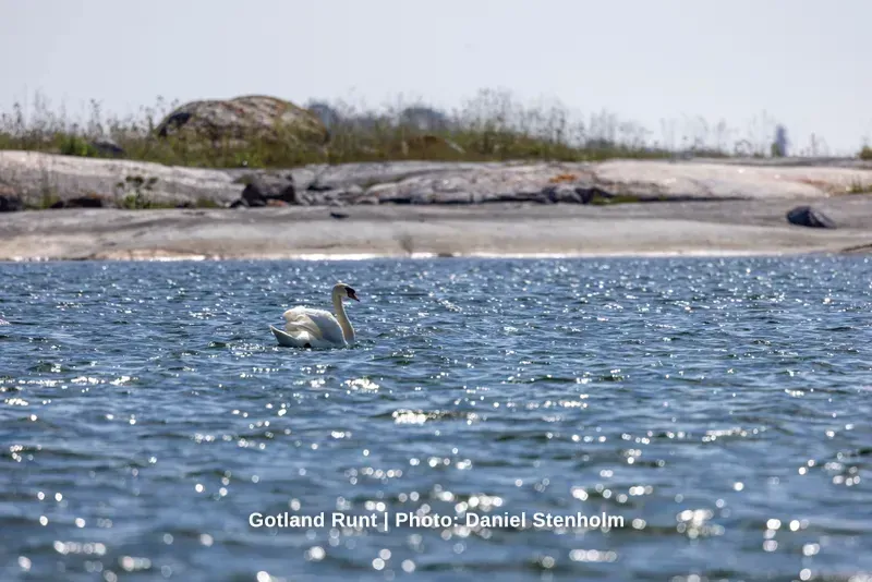 260629_Gotland-Runt_Foto-Daniel-Stenholm_DS5R0127.jpg