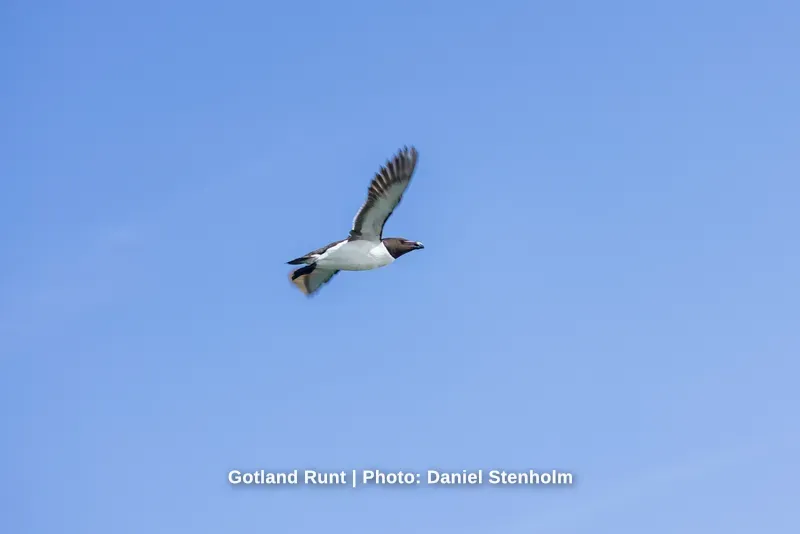 260629_Gotland-Runt_Foto-Daniel-Stenholm_DS5R0433.jpg
