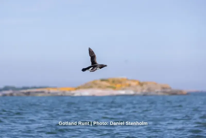 260629_Gotland-Runt_Foto-Daniel-Stenholm_DS5R0351.jpg