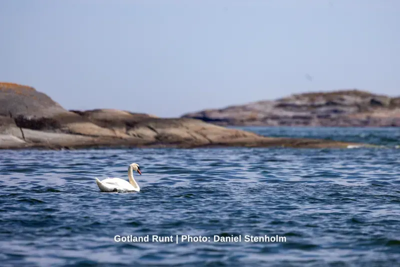 260629_Gotland-Runt_Foto-Daniel-Stenholm_DS5R0234.jpg