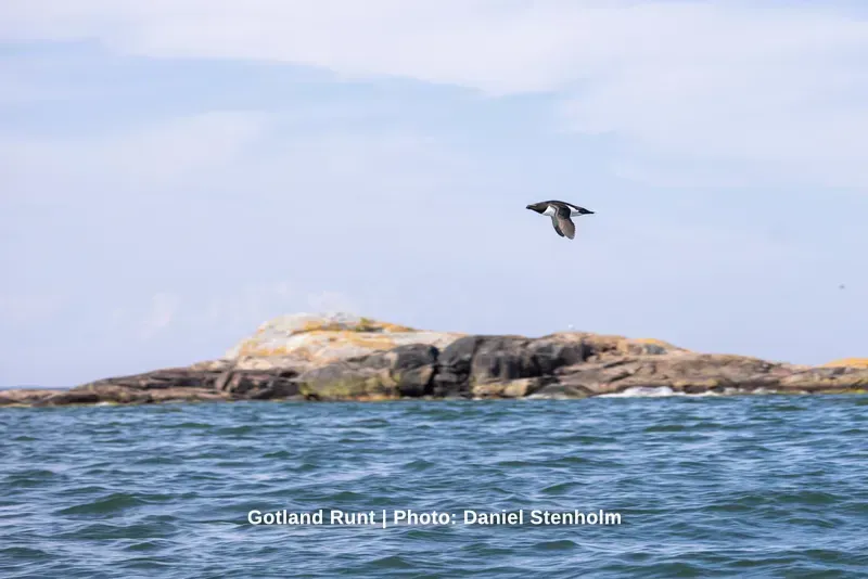 260629_Gotland-Runt_Foto-Daniel-Stenholm_DS5R0422.jpg